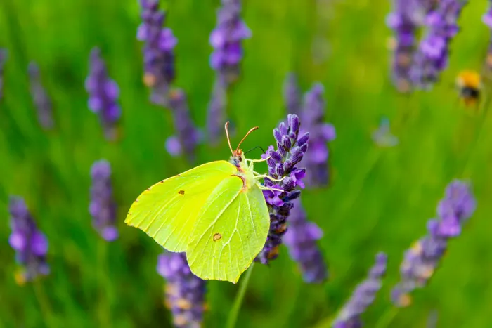 Ein schöne Farbkombination aus Gelb, Grün und Lila. Ein Zitronenfalter auf einer Lavendel-Blüte.